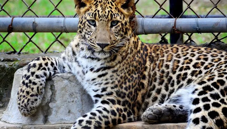 Farsangi programokkal várja a látogatókat a fővárosi állatkert hétvégén