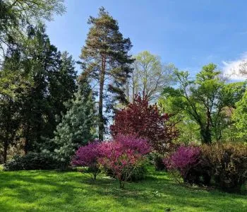 Utazzatok el a növények birodalmába! − A Kámoni Arborétum csodái