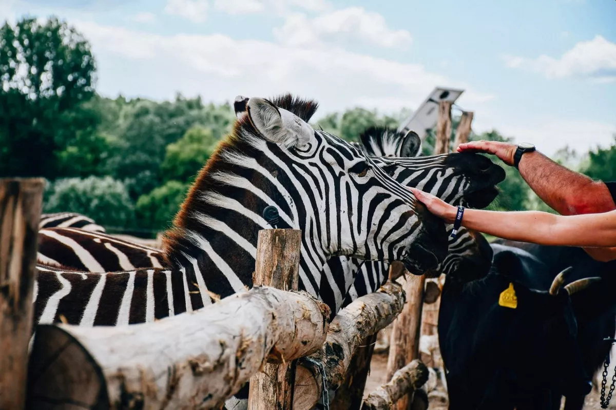 A 4 kilométeres autós safari során több mint 300 álattal találkozhatunk / Fotó: Richter Safari Park Kiskőrös