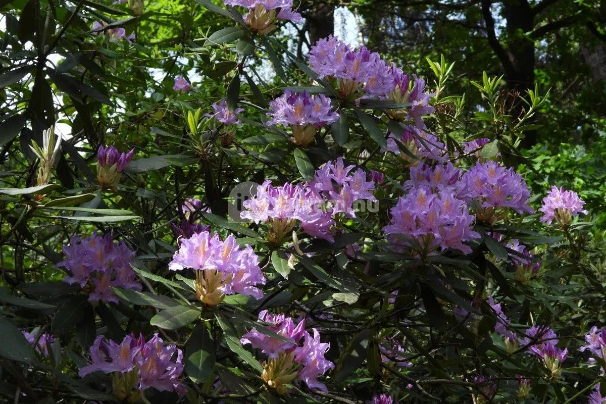 Fedezd fel hazánk arborétumait! - Jeli Arborétum, Kám/ Fotó: ittjartam.hu