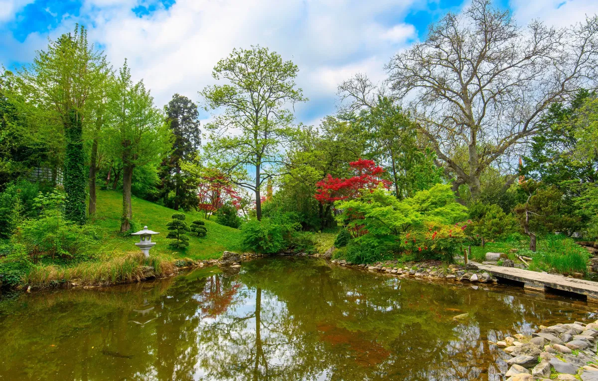 Japánkertek és cseresznyefa virágzás - Fővárosi Állat- és Növénykert Japánkertje