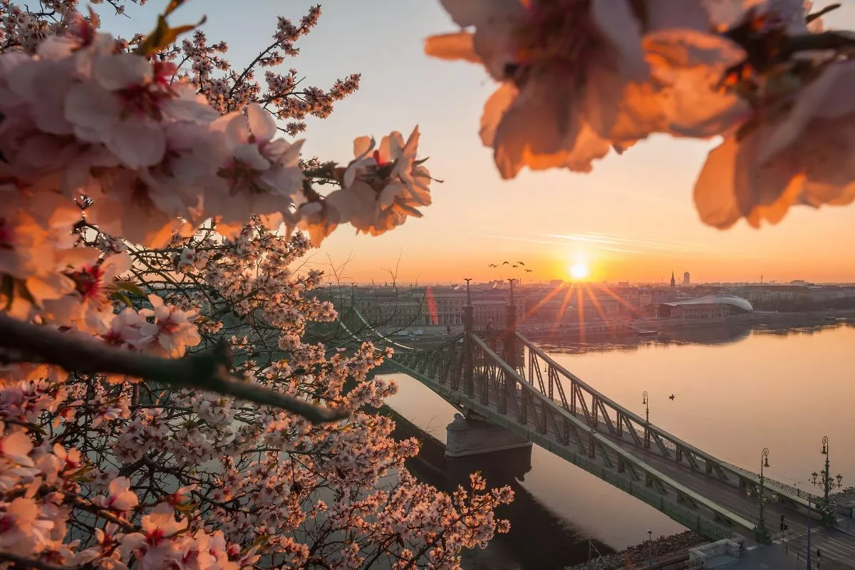 Mesébe illő mandulafavirágzás - Gellért-hegy (Budapest)