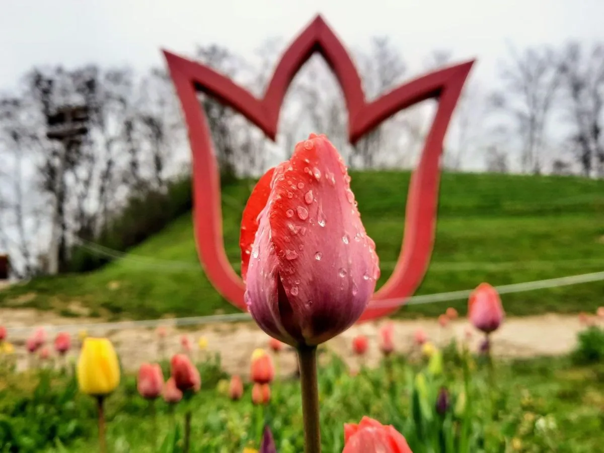 Tulipánszüret Magyarországon - Fotó: Kőröshegyi Tulipánszüret