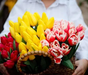 Tulipánszüret Magyarországon: látványos program a tavaszi virágmezőkön