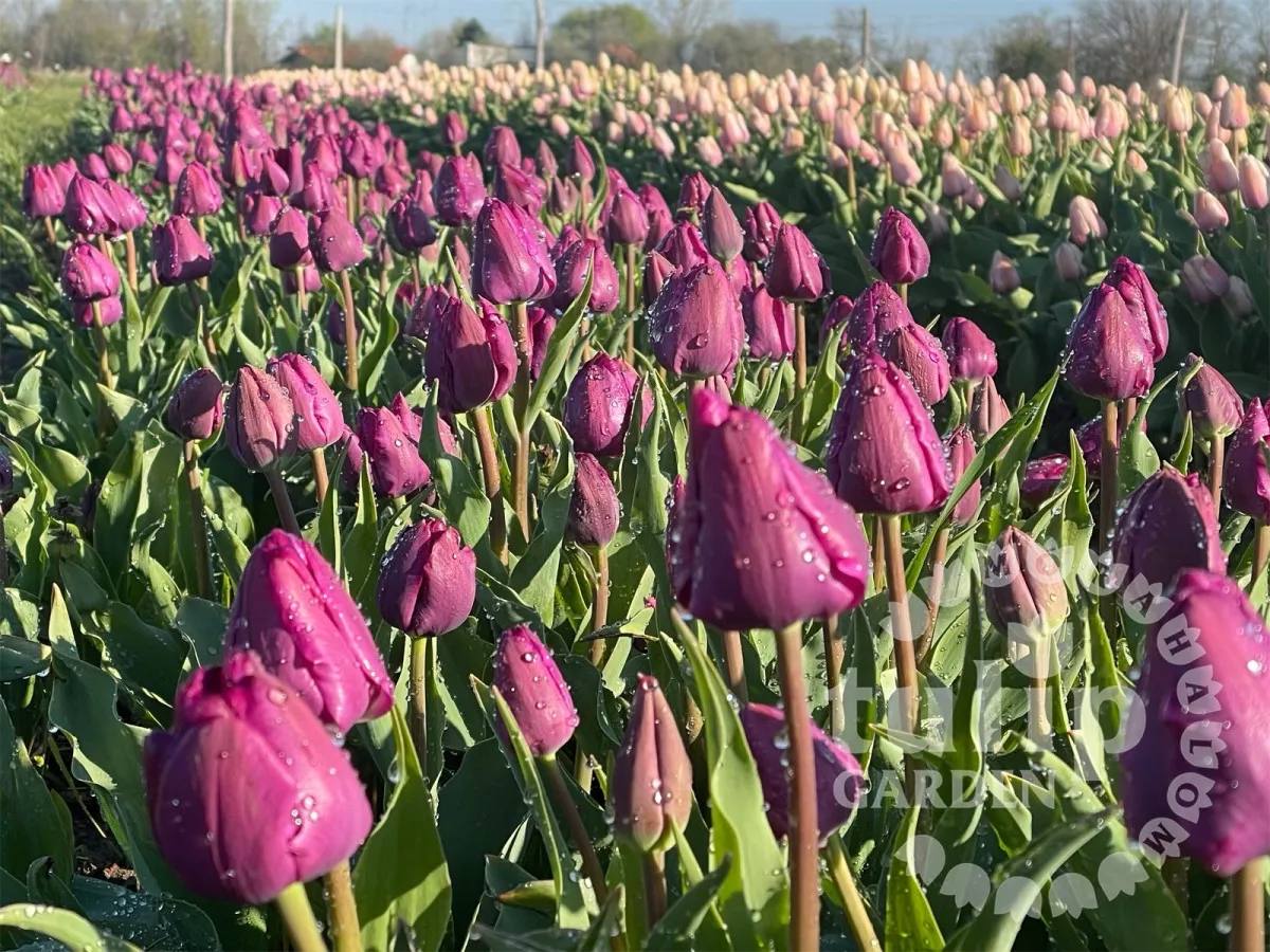 Tulipánszüret Magyarországon - Fotó: TulipGarden Mórahalom