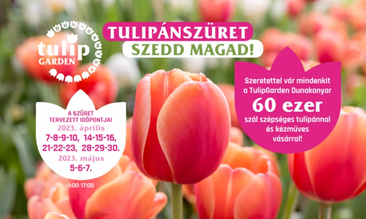 Tulipánszüret Magyarországon - Fotó: TulipGarden Dunakanyar
