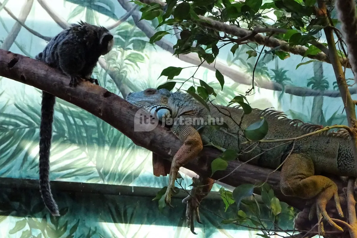 Keresd fel hazánk legmenőbb állatparkjait! - Tropicarium Budapest/ Fotó: ittjartam.hu