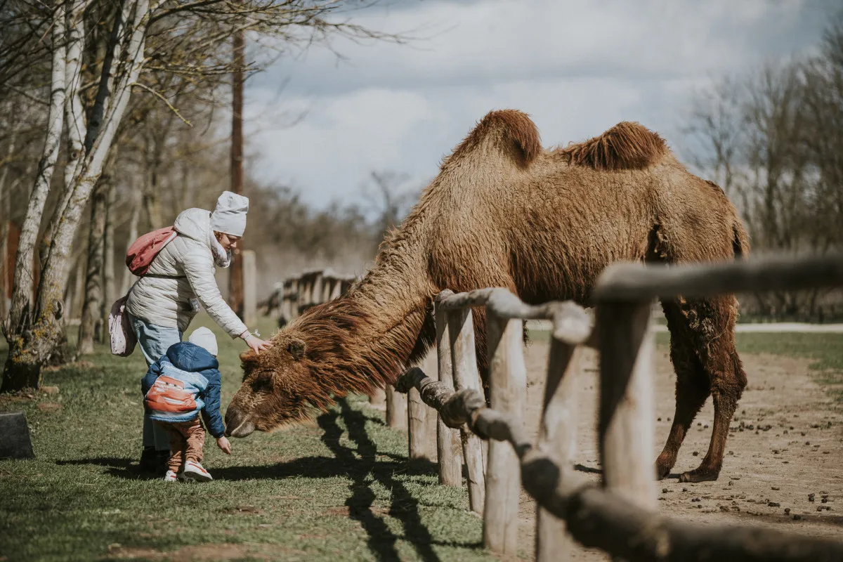 Magyarország legjobb állatparkjai - Richter Safari Park/ Fotó: Piltner Péter