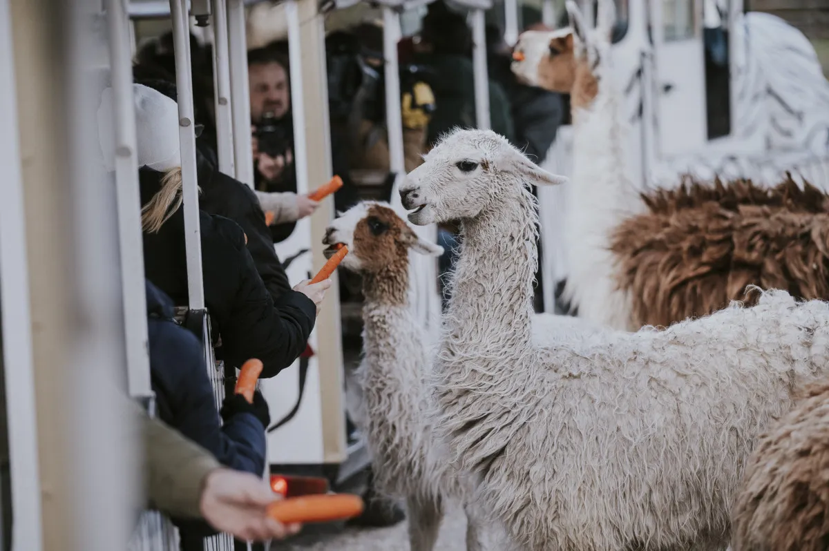 Keresd fel hazánk legmenőbb állatparkjait! - Richter Safari Park/ Fotó: Piltner Péter