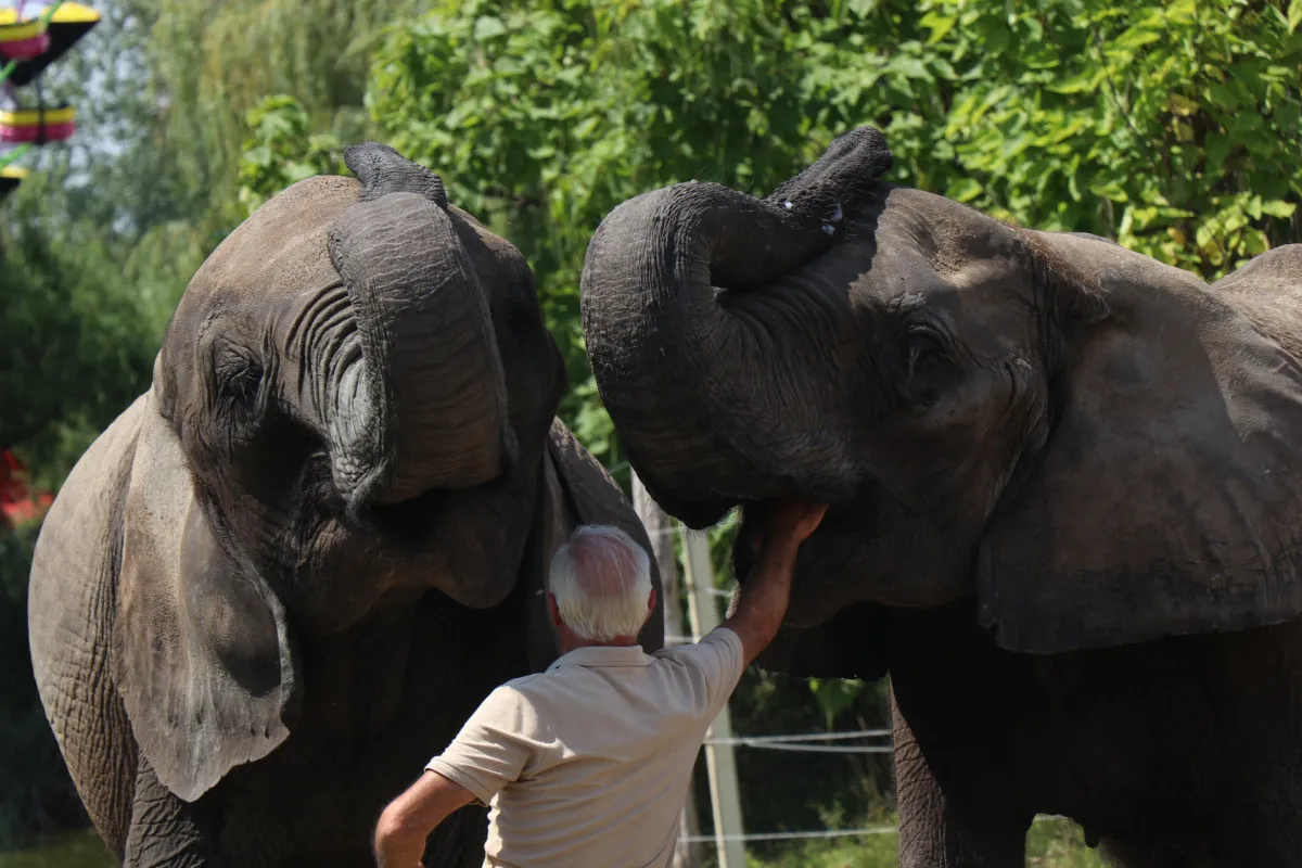 Keresd fel hazánk legmenőbb állatparkjait! - Kimba Elefánt Park