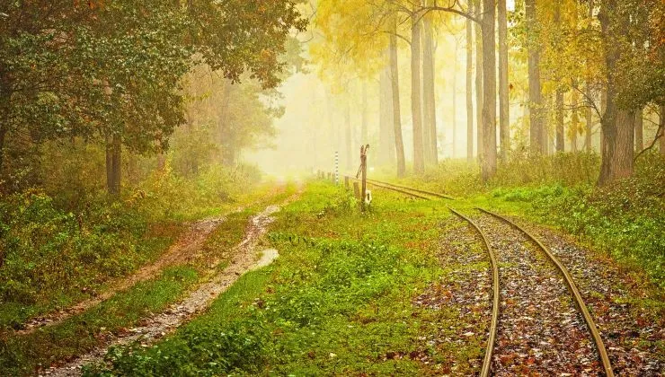 5 varázslatos erdő Magyarországon, amit nem érdemes kihagyni
