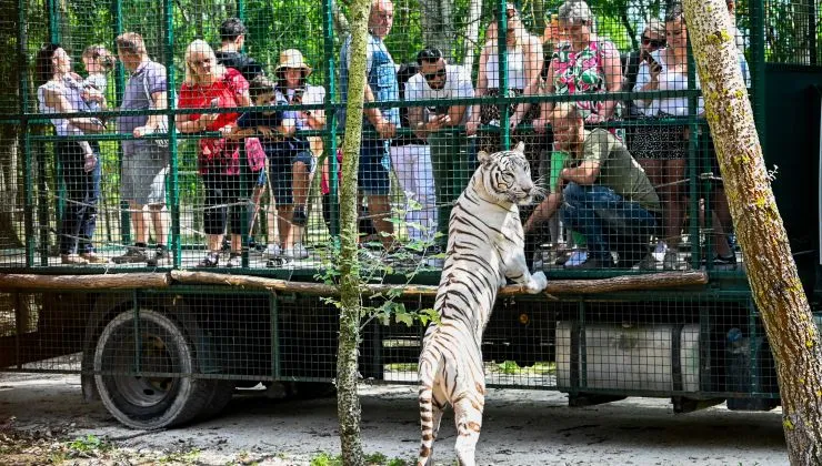 Fotók: Richter Safari Park