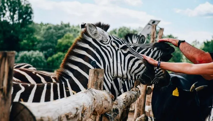 Fotók: Richter Safari Park