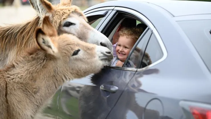 Fotók: Richter Safari Park