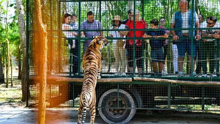 Fotók: Richter Safari Park