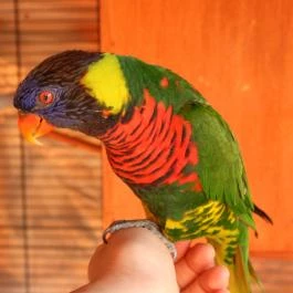 Bagolyvár Inárcs Inárcs - Belső