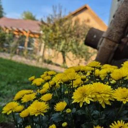 Vidéki Idill Vendégház Izmény - Medence/kert