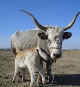 Gedeon Tanya Panzió étterme