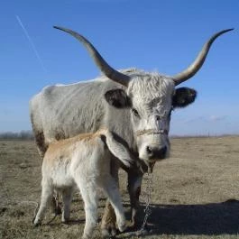 Gedeon Tanya Panzió étterme Jakabszállás - Egyéb