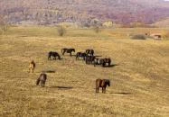 Jósvafő - Hucul ménes