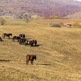 Hucul ménes Jósvafő - Egyéb