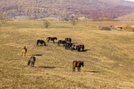 Hucul ménes Jósvafő