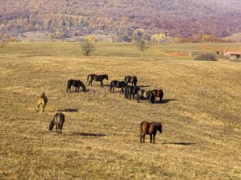Hucul ménes Jósvafő
