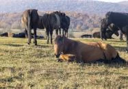 Hucul ménes Jósvafő