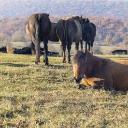 Hucul ménes Jósvafő - Egyéb