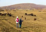 Hucul ménes Jósvafő