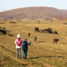 Hucul ménes Jósvafő - Egyéb