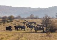 Hucul ménes Jósvafő