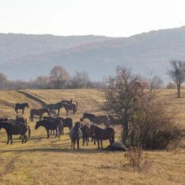 Hucul ménes Jósvafő - Egyéb