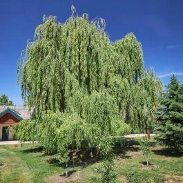 Silver Major Kaba - Medence/kert