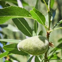 Silver Major Kaba - Medence/kert