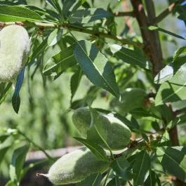 Silver Major Kaba - Medence/kert