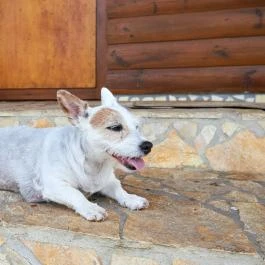 Silver Major Kaba - Medence/kert