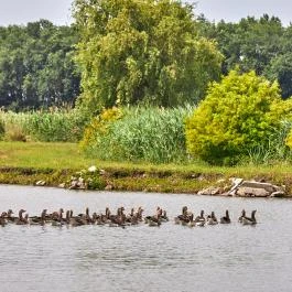 Silver Major Kaba - Egyéb