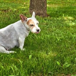 Silver Major Kaba - Medence/kert