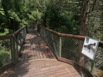 Jeli Arborétum Lombkorona sétány Kám