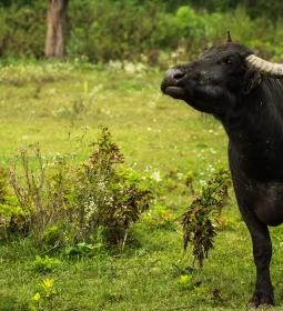 Kápolnapusztai Bivalyrezervátum