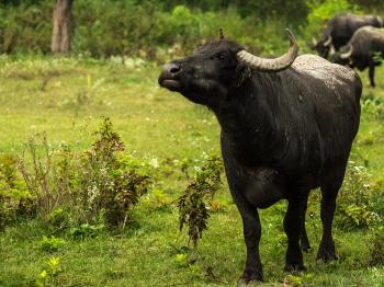 Kápolnapusztai Bivalyrezervátum Kápolnapuszta