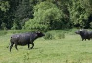 Kápolnapusztai Bivalyrezervátum Kápolnapuszta