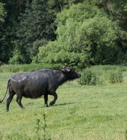 Kápolnapusztai Bivalyrezervátum