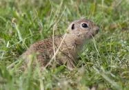 Kápolnapusztai Bivalyrezervátum Kápolnapuszta