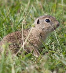 Kápolnapusztai Bivalyrezervátum