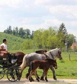 Bőszénfai Szarvasfarm