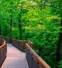 Karcagi Parkerdő és Lombkorona sétány