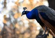 Kecskemét - Kecskeméti Vadaskert