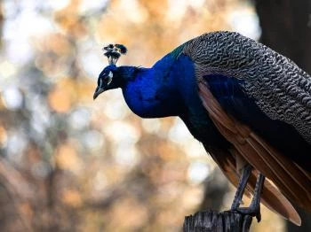 Kecskeméti Vadaskert Kecskemét